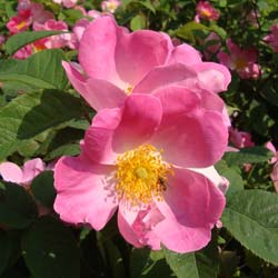 Rose Complicata